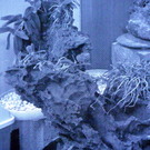 108_8473_jpg-1296261094