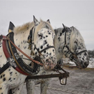 DSC_0021_JPG-1296266566