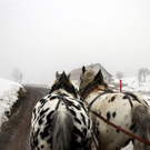 DSC_0047_JPG-1296266569