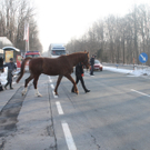 29012011pferdeffaktivnews_08.jpg