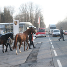 29012011pferdeffaktivnews_06.jpg
