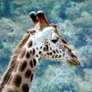 108_9787_jpg-1296344984