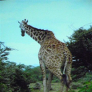 108_9797_jpg-1296344995