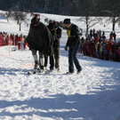 normal_30012011hornerschlittenrennenfdaktivnews_194.jpg
