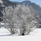 normal_30012011spazierganghinterseefdaktivnews_15.jpg