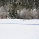 normal_30012011spazierganghinterseefdaktivnews_27.jpg