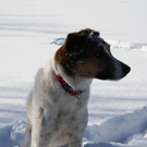normal_30012011spazierganghinterseefdaktivnews_38.jpg