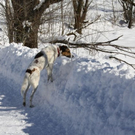 normal_30012011spazierganghinterseefdaktivnews_43.jpg