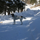 normal_30012011spazierganghinterseefdaktivnews_73.jpg
