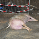 31012011lkwvua94fibaktivnews_43.jpg