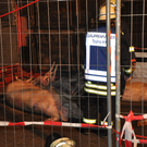 31012011lkwvua94fibaktivnews_46.jpg
