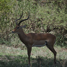 Safari-Impressionen _4__JPG-1296915301