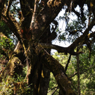 Safari-Impressionen _6__JPG-1296915309