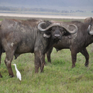 Safari-Impressionen _7__JPG-1296915312