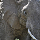 Safari-Impressionen _11__JPG-1296915323