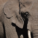 Safari-Impressionen _12__JPG-1296915326