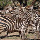 Safari-Impressionen _13__JPG-1296915329