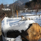 Spaziergang Ebenau 2