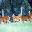 wildpark01_jpg-1297010128