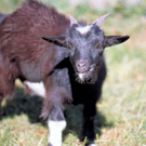 wildpark02_jpg-1297010130