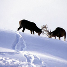 wildpark_winter01_jpg-1297010141