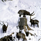 wildpark_winter02_jpg-1297010144