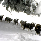 wildpark_winter03_jpg-1297010146