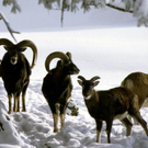 wildpark_winter04_jpg-1297010148