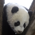 Panda-Baby Fu Hu erobert Baumstämme 