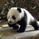 Fu Hu 3.JPG