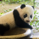 Fu Hu 4.jpg