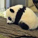Fu Hu 5.JPG