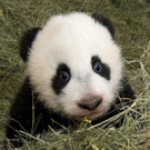 Fu Hu in der Wurfbox.jpg