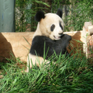 Fu Long 1.JPG