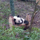 Fu Long 2.JPG