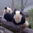 Fu Long3.JPG