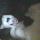Panda 04_10_2010.jpg