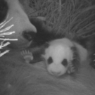 Panda 28_09_2010_001.jpg