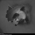 Pandababy1.jpg