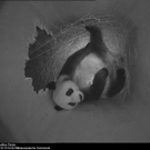 Pandababy2.jpg
