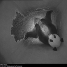 Pandajunges beim Trinken2.jpg