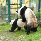 Pandapaarung1.jpg