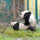 Pandapaarung2.jpg