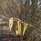 KOE_Wandertipp Gampelinalpe 4_jpg-1297187894