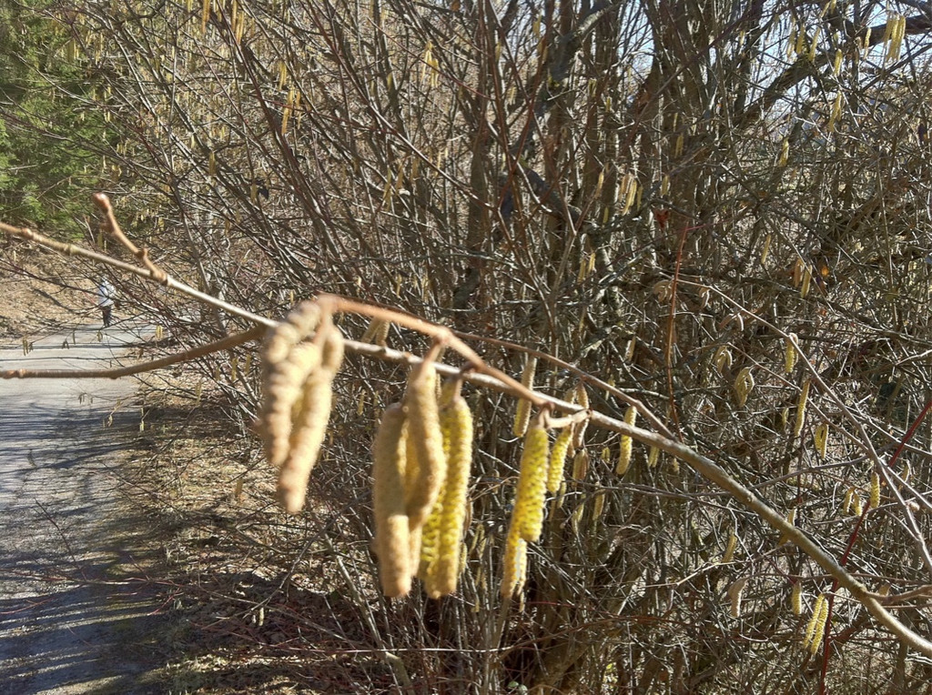 KOE_Wandertipp Gampelinalpe 4_jpg-1297187894