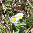 KOE_Wandertipp Gampelinalpe 20_jpg-1297188046