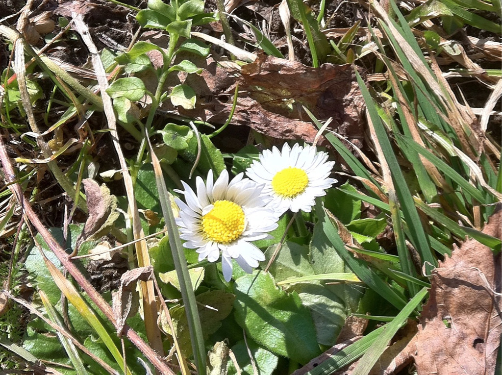 KOE_Wandertipp Gampelinalpe 20_jpg-1297188046