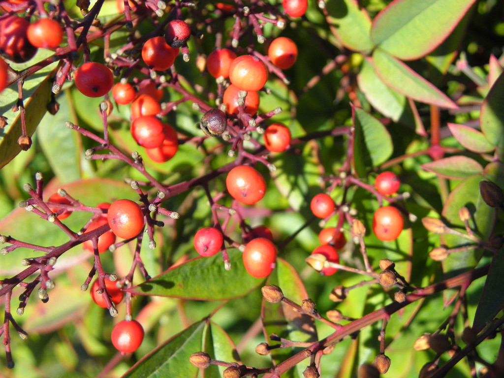 109_0697_jpg-1297207219