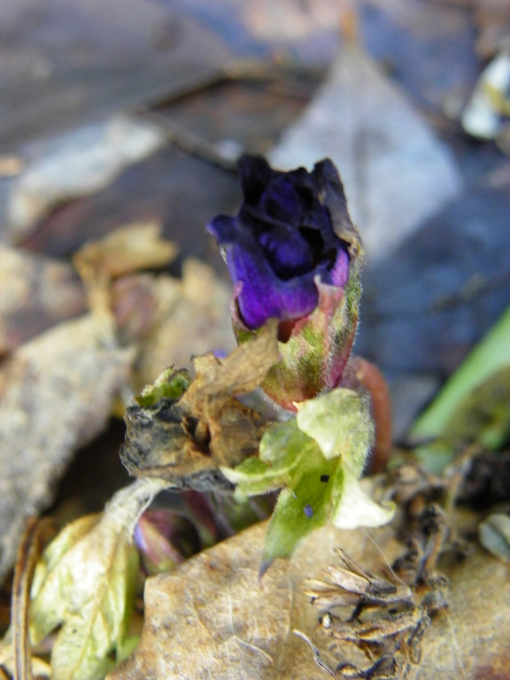 109_0738_jpg-1297207197