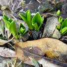 109_0739_jpg-1297207205